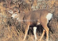 True Life #109 Blason Cerf