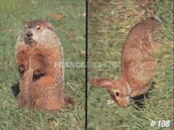 True Life #108 Blason Marmotte/lapin