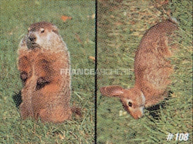 True Life #108 Blason Marmotte/lapin 1 True Life #108 Blason Marmotte/lapin