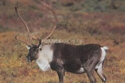 True Life #495 Blason Caribou