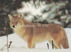 True Life #490 Blason Coyote