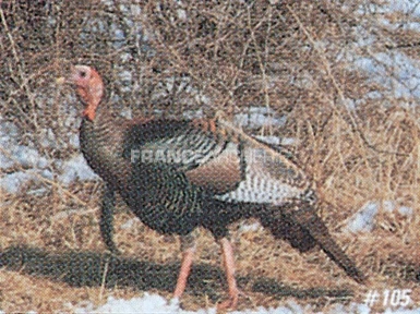 True Life #105 Blason Dindon Sauvage 1 True Life #105 Blason Dindon Sauvage