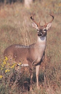 True Life #403 Blason Cerf