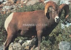 True Life #112 Blason Bighorn