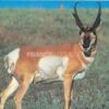 True Life #114 Blason Pronghorn Antilope