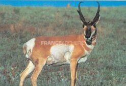 True Life #114 Blason Pronghorn Antilope