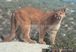 True Life #113 Blason Couguar