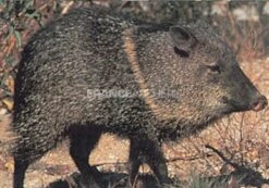 True Life #115 Blason Javelina