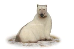 A.A. Cible 3D Ours Blanc Assis