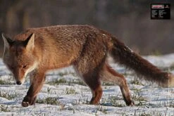 Maximal Blasons Petit Gibier 40 X 60 Renard