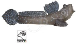 SRT Cible 3D Gobie